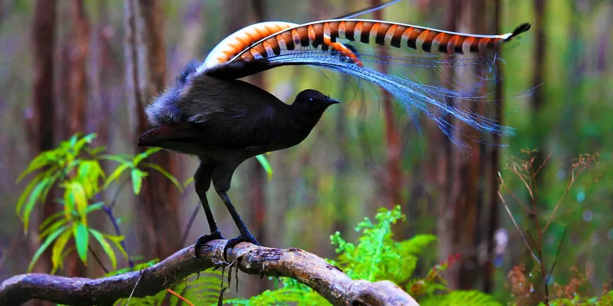 lyrebird, lyre birds, sound imitation