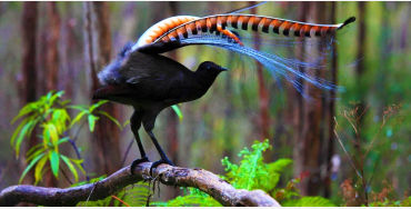 lyrebird, lyre birds, sound imitation