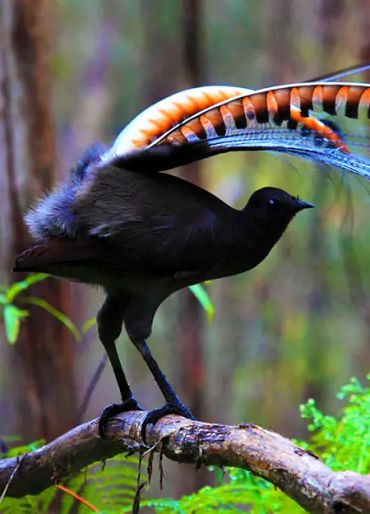 lyrebird, lyre birds, sound imitation