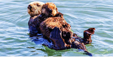 baby otter, baby otters, otters swimming, baby otters swimming 