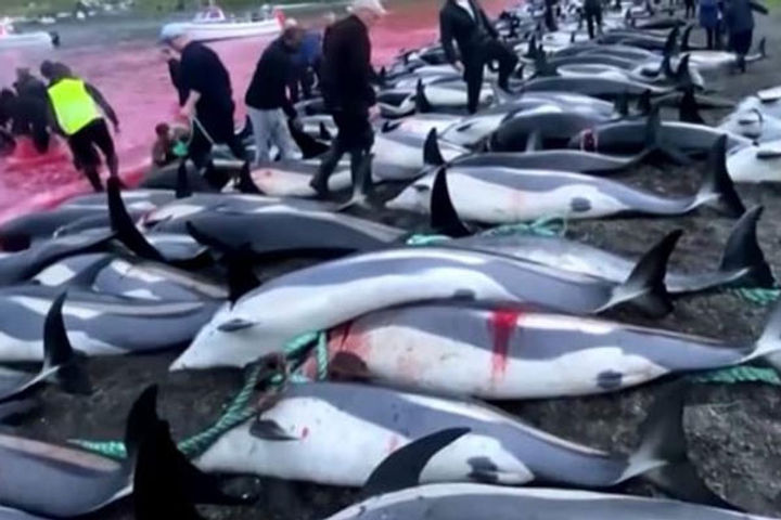 1,400 dolphins culled 1,400 dolphins culled