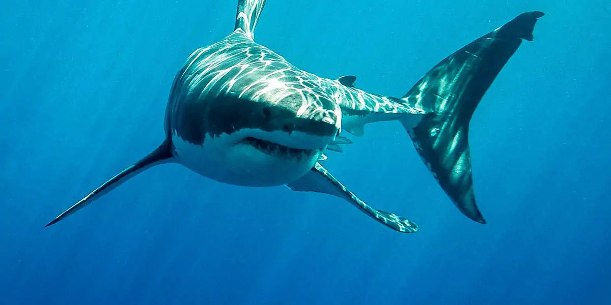 sharks, shark, apex predators