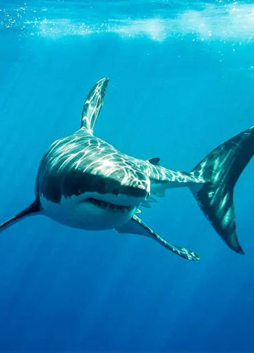 sharks, shark, apex predators 