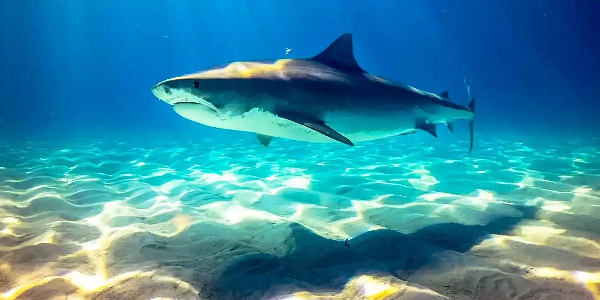 sharks, six senses, sixth sense,