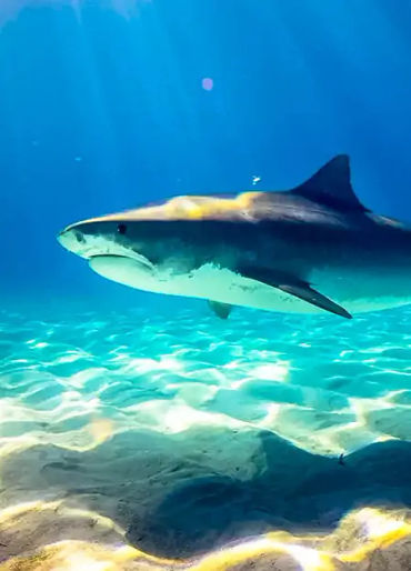 sharks, six senses, sixth sense, 