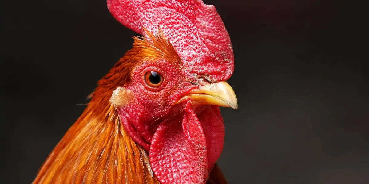 chicken facts, chicken, chicken memory