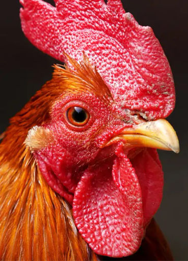 chicken facts, chicken, chicken memory