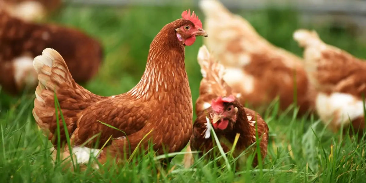 chicken, chicken vision