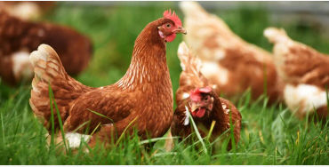 chicken, chicken vision