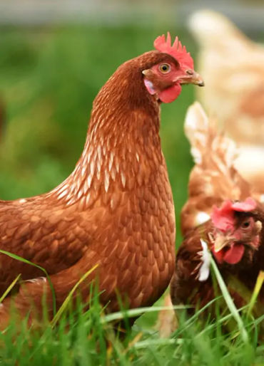 chicken, chicken vision