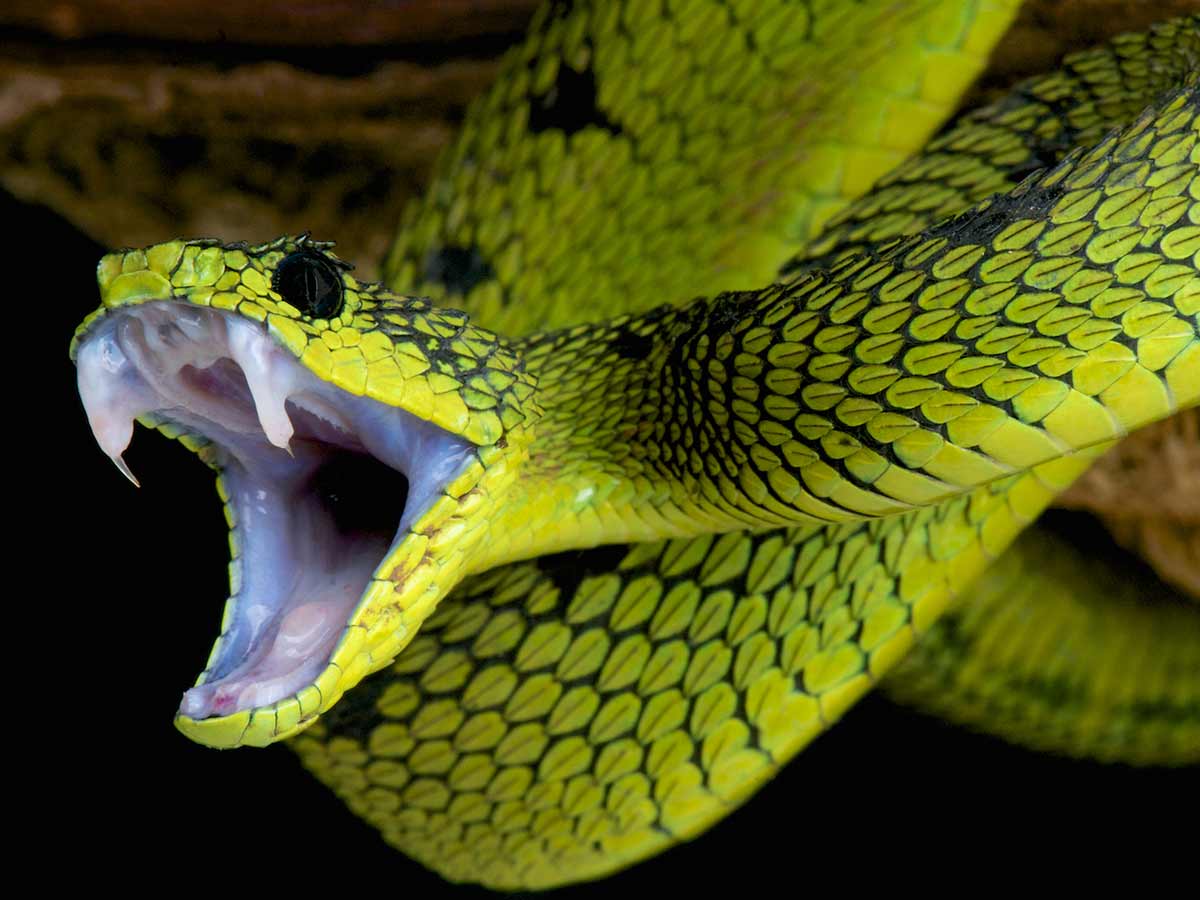 snakes, venomous snakes