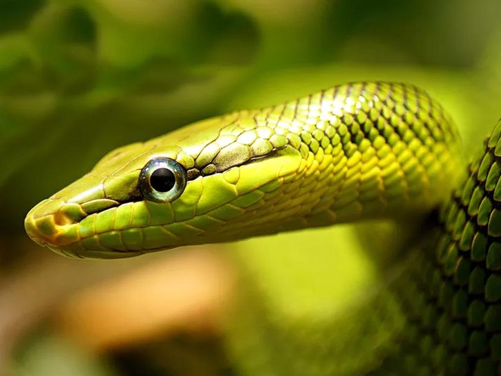 snakes eyelids