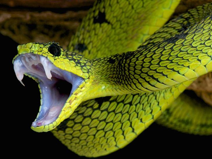 snake venom, venomous snakes