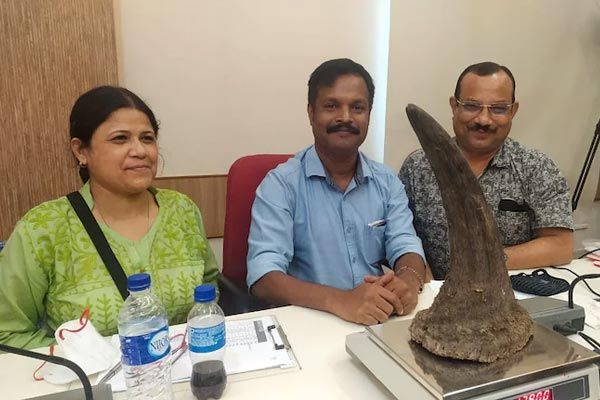 Assam government to destroy 2,479 rhino horns