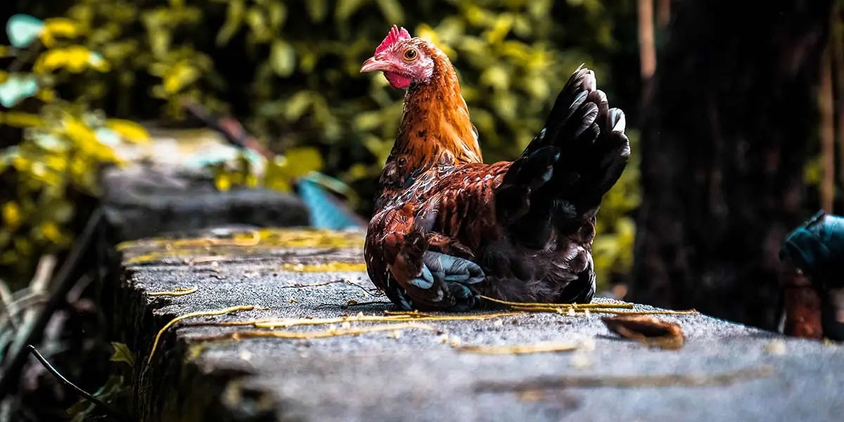 chicken facts, chicken, chicken memory, chicken dream, chicken sleep