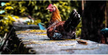 chicken facts, chicken, chicken memory, chicken dream, chicken sleep