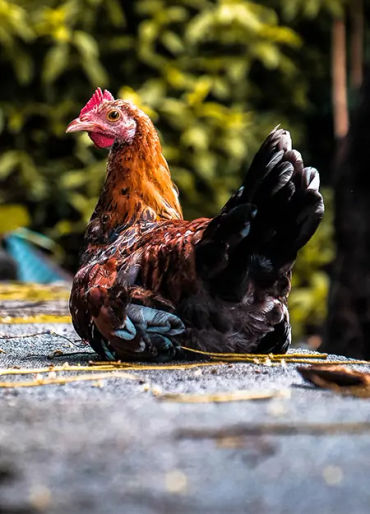 chicken facts, chicken, chicken memory, chicken dream, chicken sleep