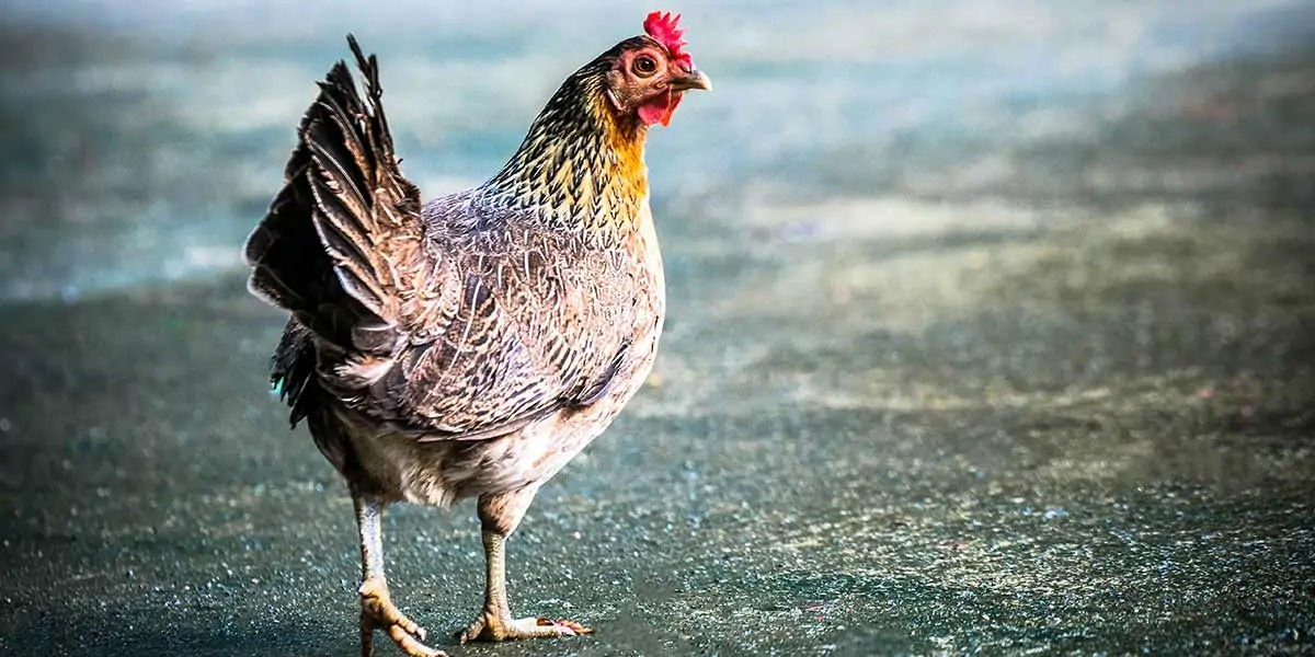 chicken facts, chicken, chicken dino, dinosaur, trex