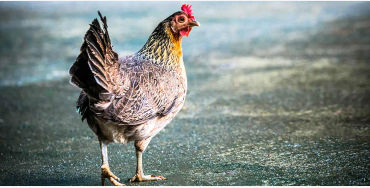 chicken facts, chicken, chicken dino, dinosaur, trex
