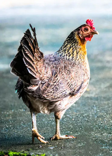 chicken facts, chicken, chicken dino, dinosaur, trex