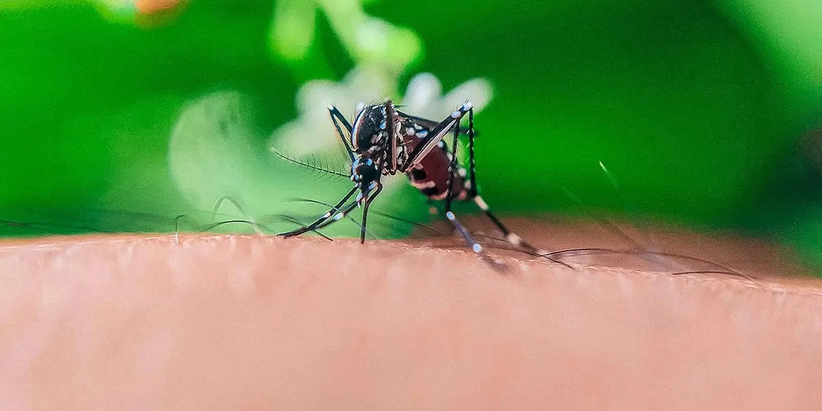 mosquito, mosquito color