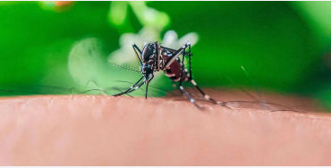mosquito, mosquito color
