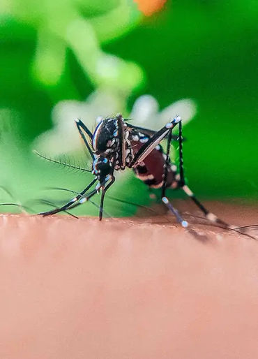 mosquito, mosquito color