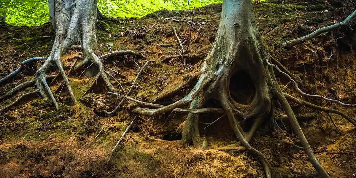 Trees, Trees facts, Trees nature, Trees roots, trees connection