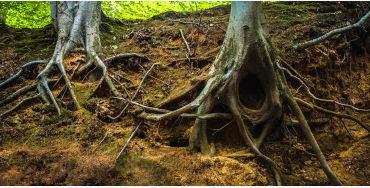 Trees, Trees facts, Trees nature, Trees roots, trees connection