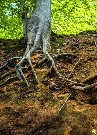 Trees, Trees facts, Trees nature, Trees roots, trees connection