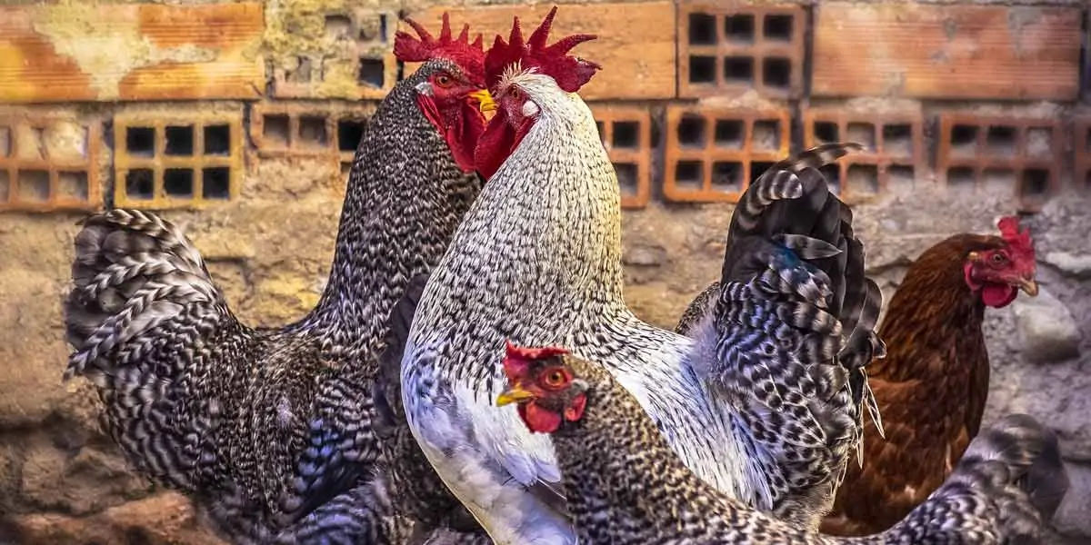 chicken facts, chicken, chicken memory, chicken dream, chicken sleep