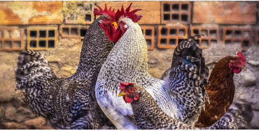 chicken facts, chicken, chicken memory, chicken dream, chicken sleep