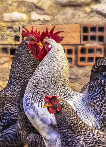 chicken facts, chicken, chicken memory, chicken dream, chicken sleep