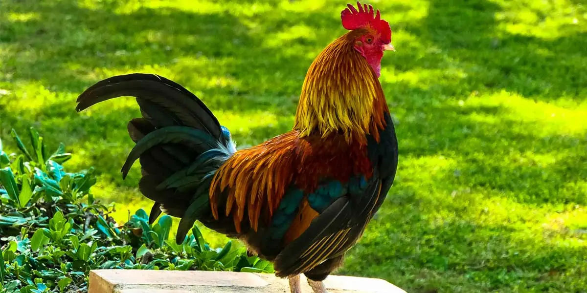 chicken facts, chicken, chicken memory, chicken dream, chicken sleep