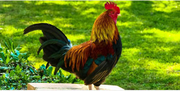 chicken facts, chicken, chicken memory, chicken dream, chicken sleep