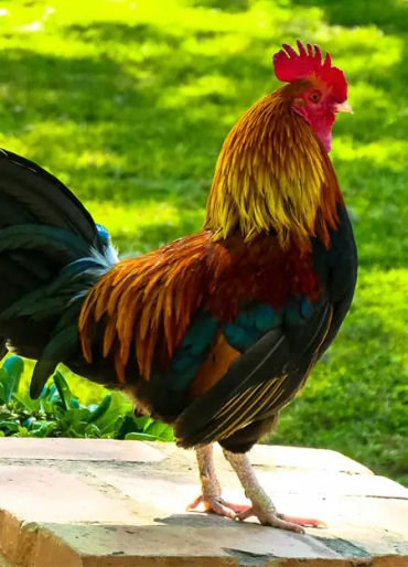 chicken facts, chicken, chicken memory, chicken dream, chicken sleep