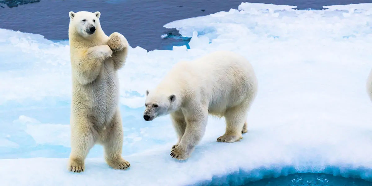 polar bear, polar bear dna, polar bear exploration, polar bear fact