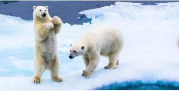 polar bear, polar bear dna, polar bear exploration, polar bear fact