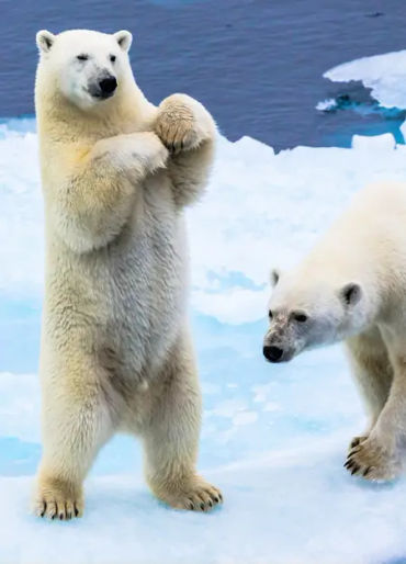 polar bear, polar bear dna, polar bear exploration, polar bear fact