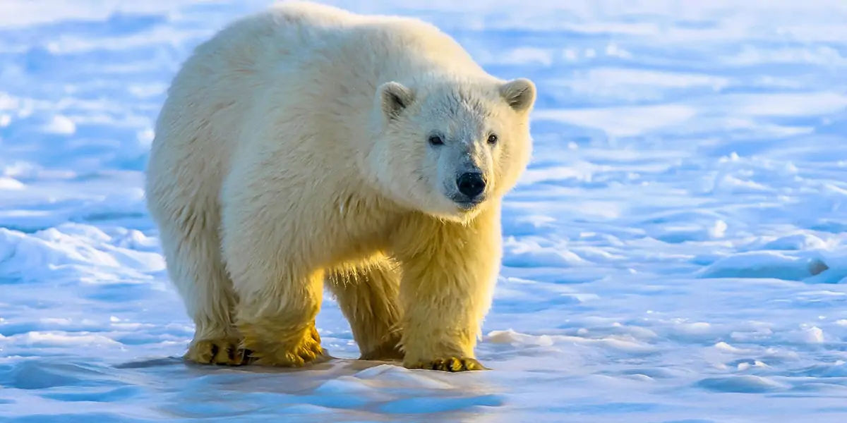 polar bear, polar bear dna, polar bear exploration, polar bear fact