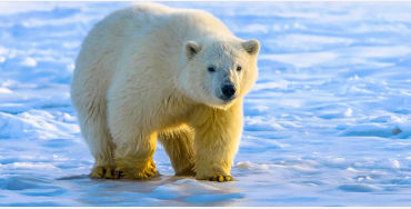 polar bear, polar bear dna, polar bear exploration, polar bear fact