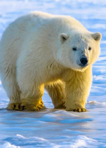 polar bear, polar bear dna, polar bear exploration, polar bear fact