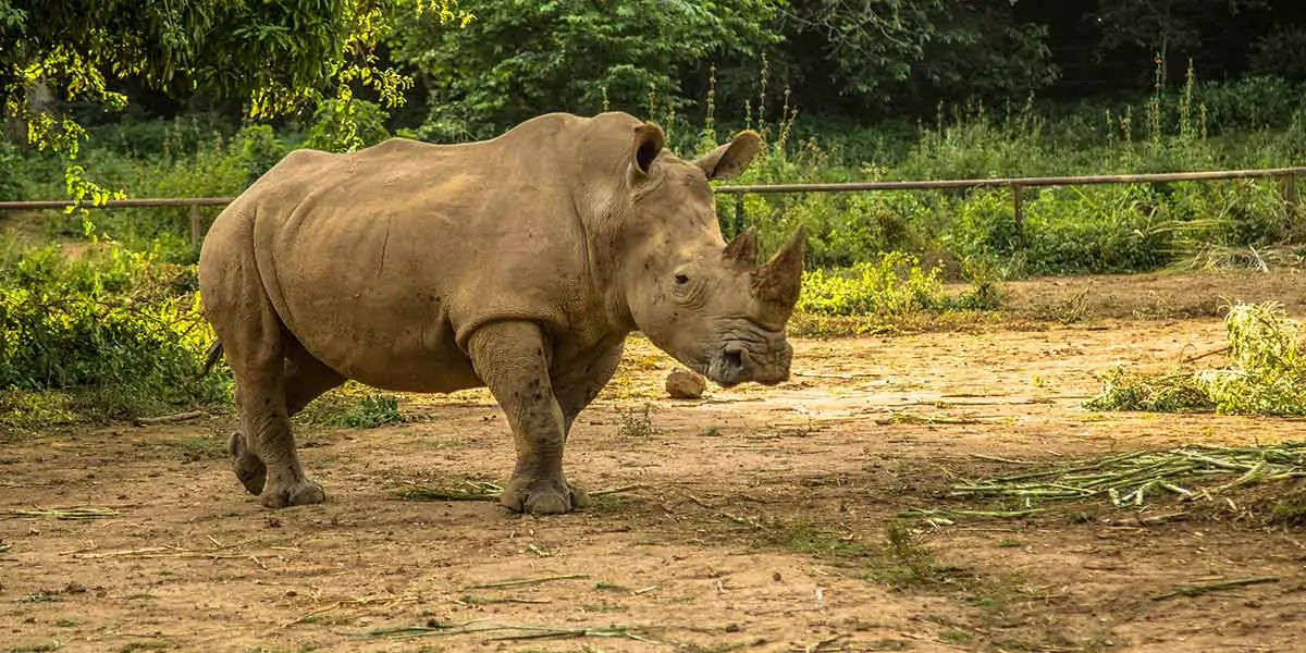 Interesting Facts About Animals : We have something every Common with Rhinos  | Shortpedia