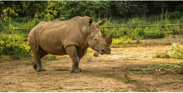 rhino facts, rhino horn, rhino fact, rhino, animal facts, rhino horn fact