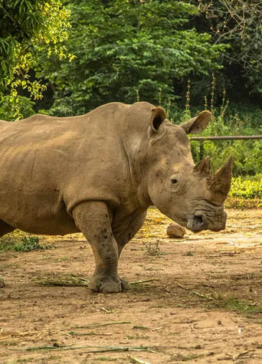 rhino facts, rhino horn, rhino fact, rhino, animal facts, rhino horn fact