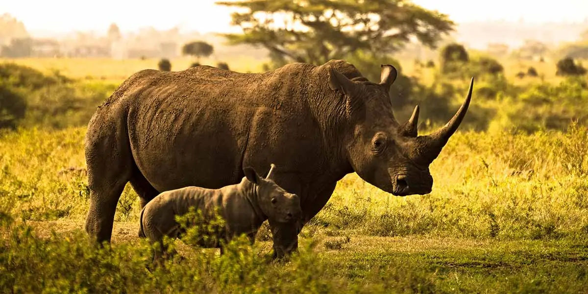 Interesting Facts About Animals : The Bizarre ways a Rhino Communicates |  Shortpedia