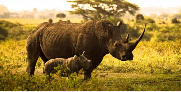 rhino facts, rhino horn, rhino fact, rhino, animal facts, rhino horn fact