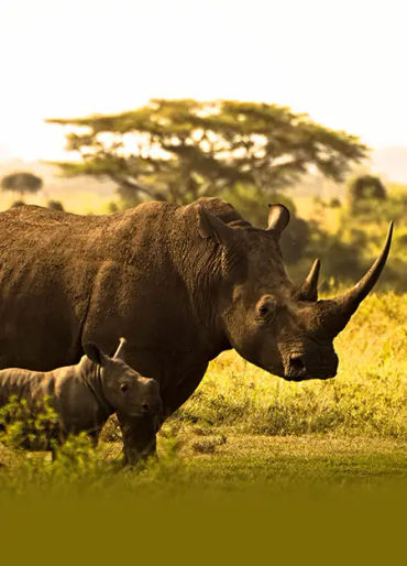 rhino facts, rhino horn, rhino fact, rhino, animal facts, rhino horn fact