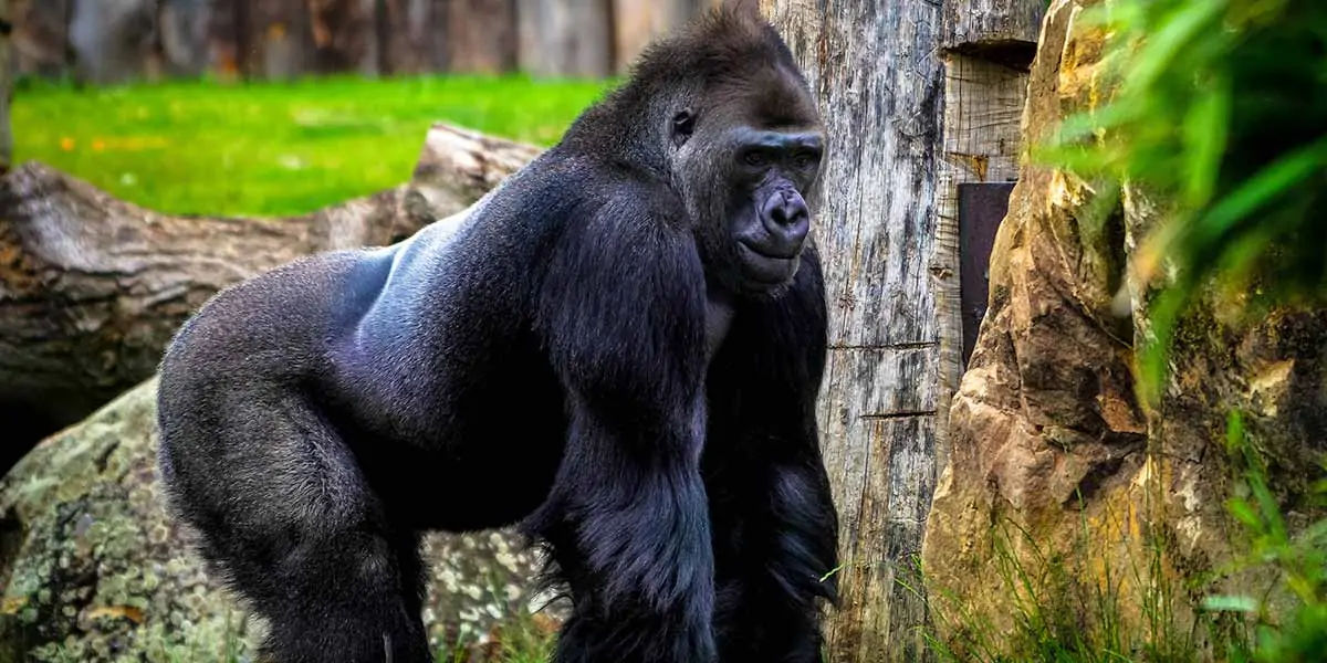 gorilla facts, gorilla fact, gorilla, female gorilla, gorilla breeding
