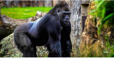 gorilla facts, gorilla fact, gorilla, female gorilla, gorilla breeding